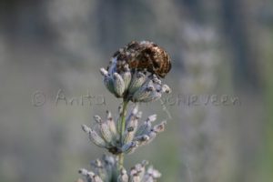 Spin op mijn lavendel - Foto: Anita van Schieveen
