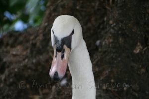 Zwaan in Artis - Foto: Anita van Schieveen