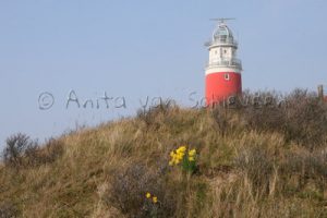 Texel - Foto: Anita van Schieveen